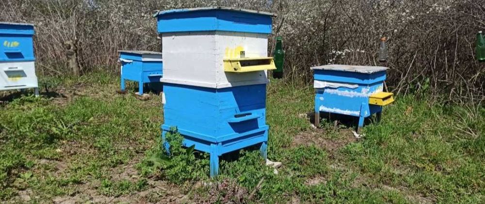 Манов мед пчелен мед