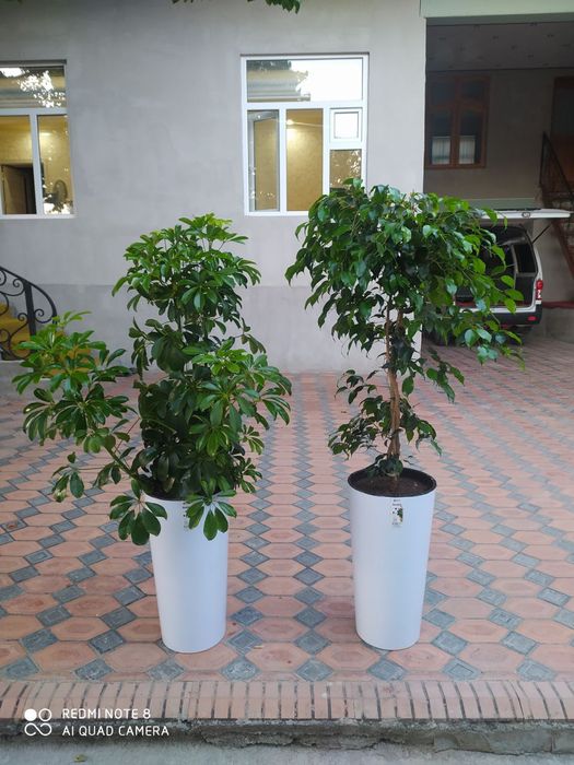 Ofis va xonadon uchun mos gullar sotiladi