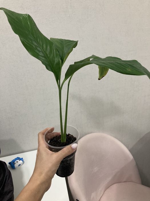 Спатифилум женское счастье