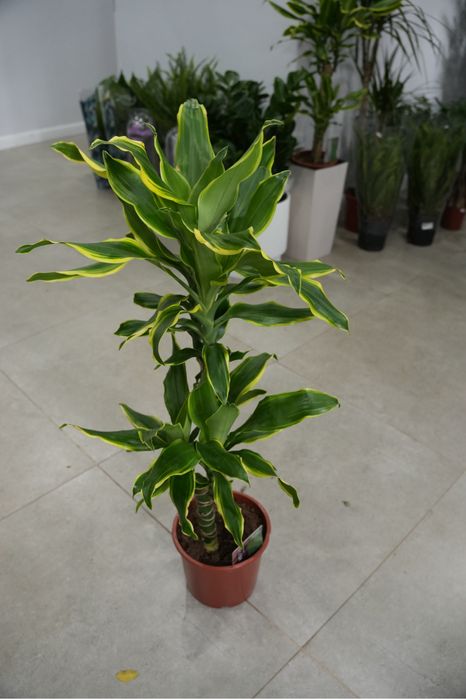 Драцена Фрагранс Голден Кост