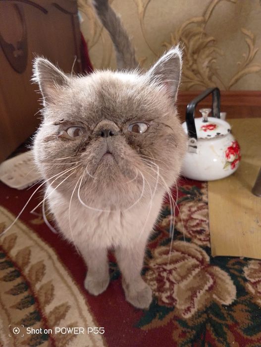 Продам экзотическую короткошёрстную кошку

Продаётся взрослая породист