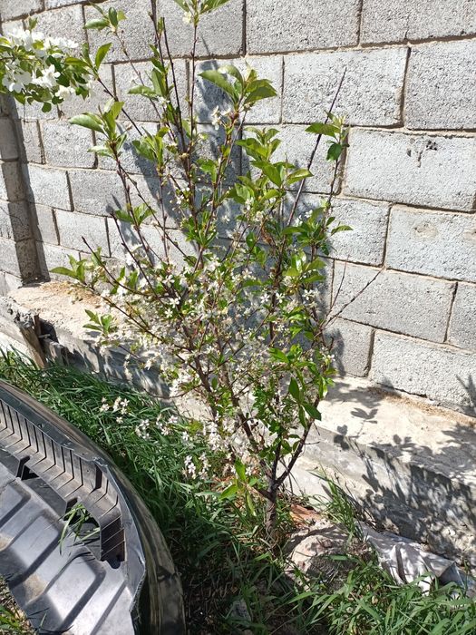 Продам куст вишни