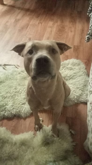 Американский питбуль терьер. Вязка