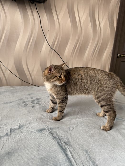 Отдам кота МАРСЕЛЯ