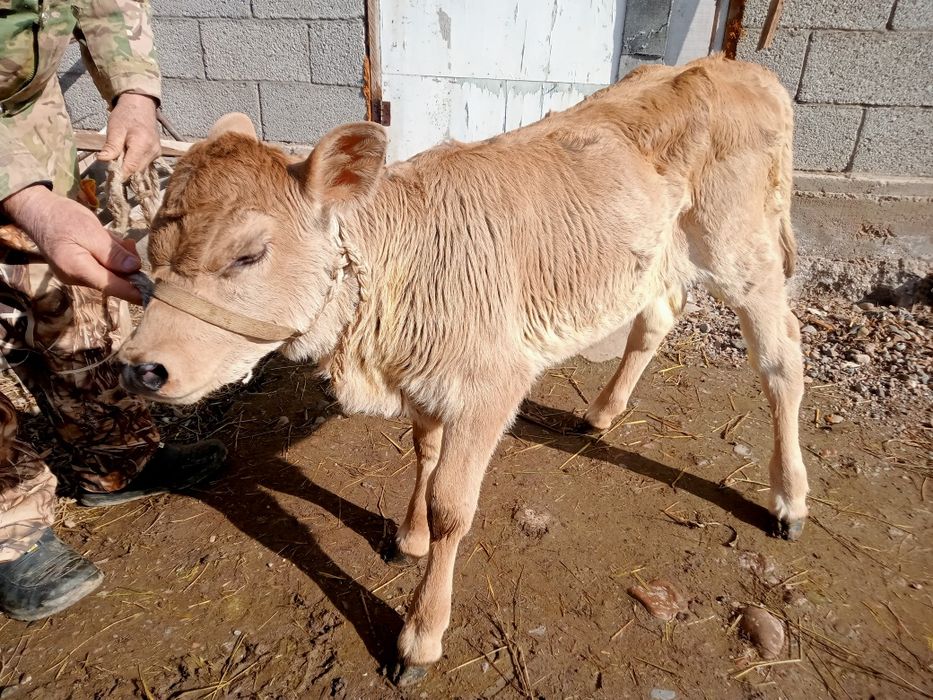 Продается теленок