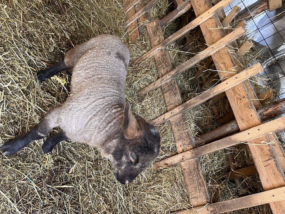 Vand iezi si ieduțe metis anglo nubian