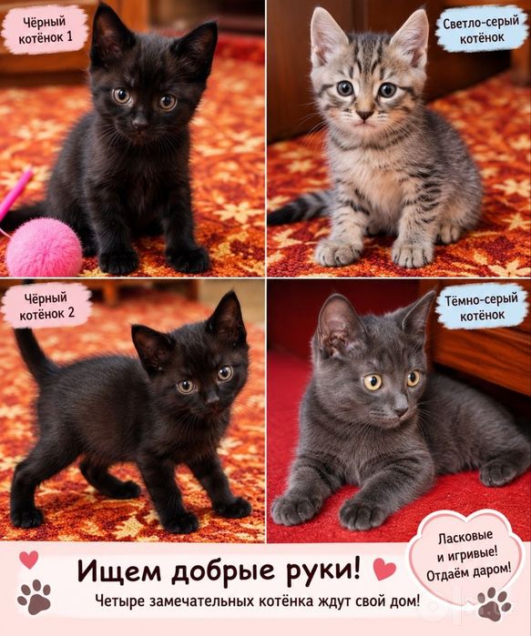 Котята в добрые руки!
Отдаём даром домашних котят, возраст — 1,5 ме