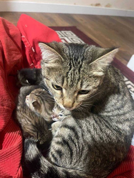 Очаровательный домашний кот с котятами!