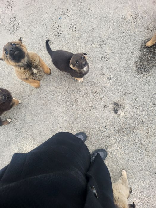 Щенки бесплатно Гульдала