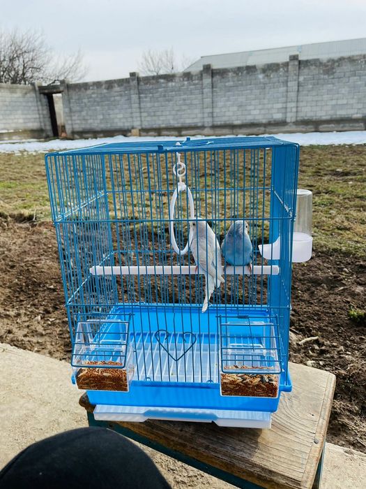 Продам пара попугай папугай