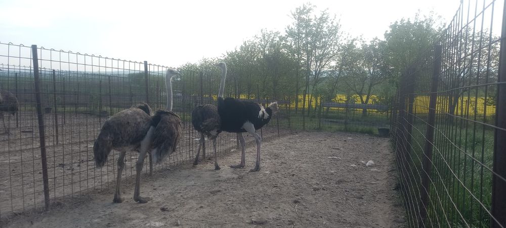 Vând familii de struți