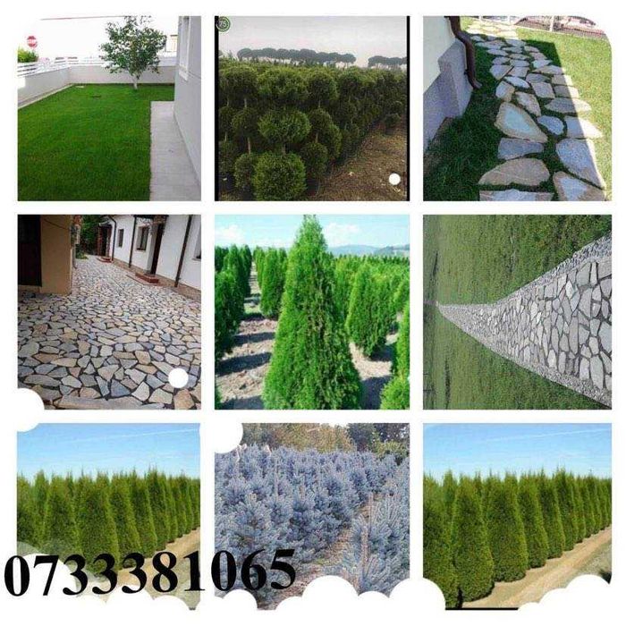 Plante ornamentale tuia,mestecan,ponpon,specialități oriunde in țara