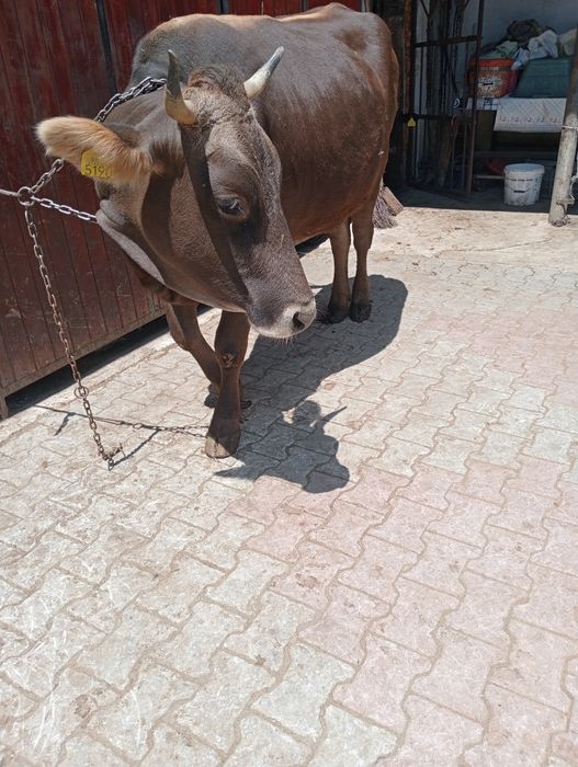 vand vaca de fatat