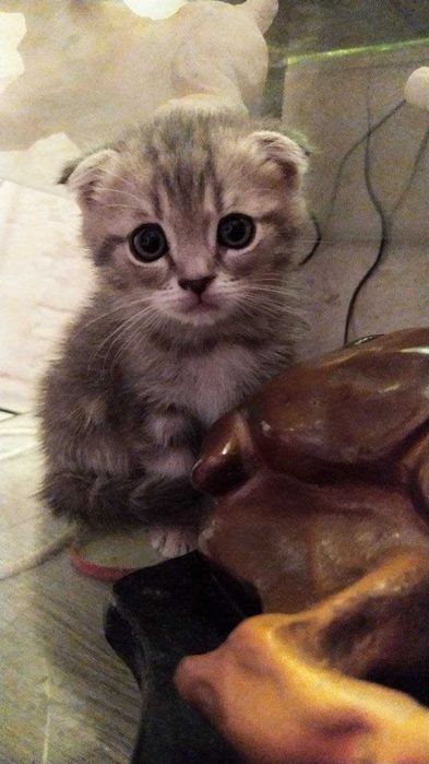 котята вислоухие