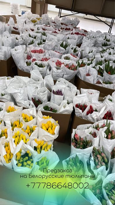 Тюльпаны 750 тг/шт