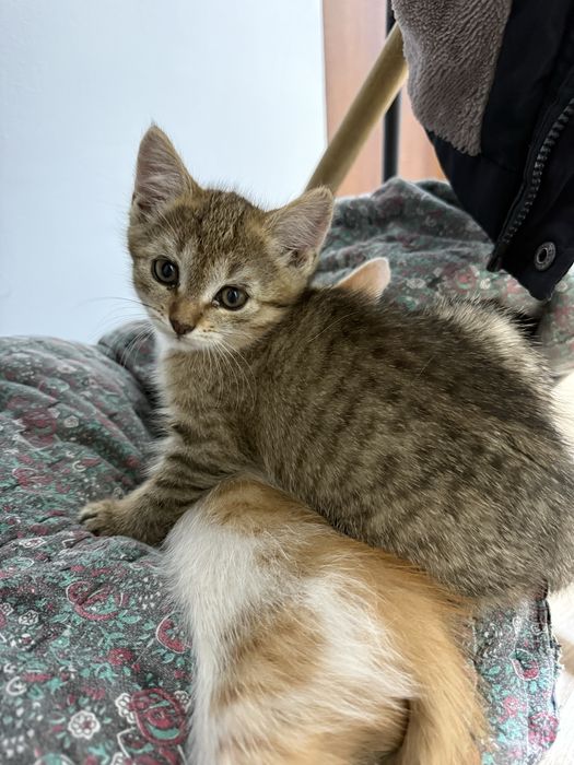 Отдам котят в добрые руки