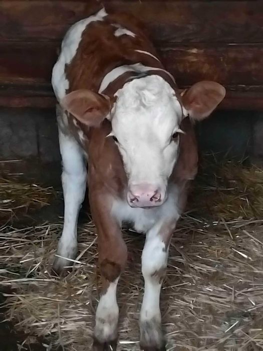 Vând junică la prima fatare garantată