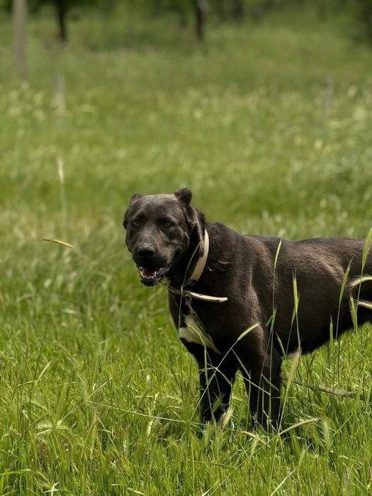 Собака Прада в ответственные руки