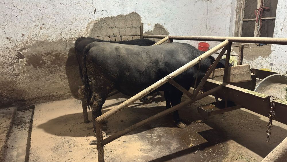 Aberdin Angus buqalar buqasi.