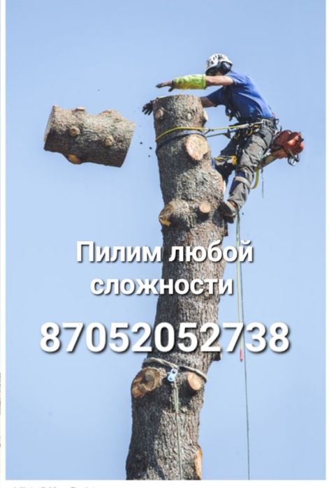 Спилить. Спил. Спилим. Пилим деревья любой сложности