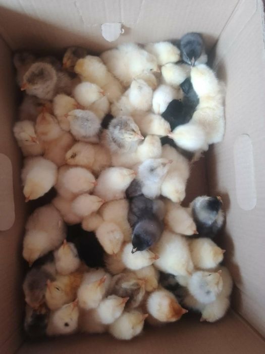 Pui brahma herminat desschis si negru