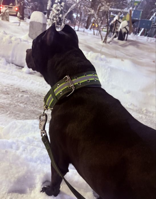 Продам питбуля в добрые руки