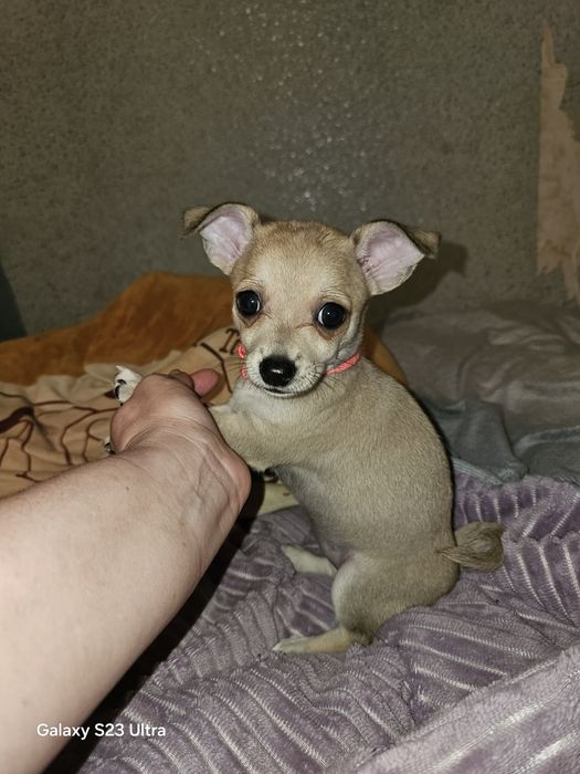 Девчушка чихуахуа стандарт