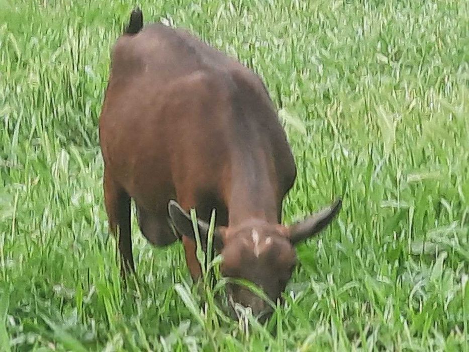 Mursiyana Granadina echkilari oilasi sotuvda