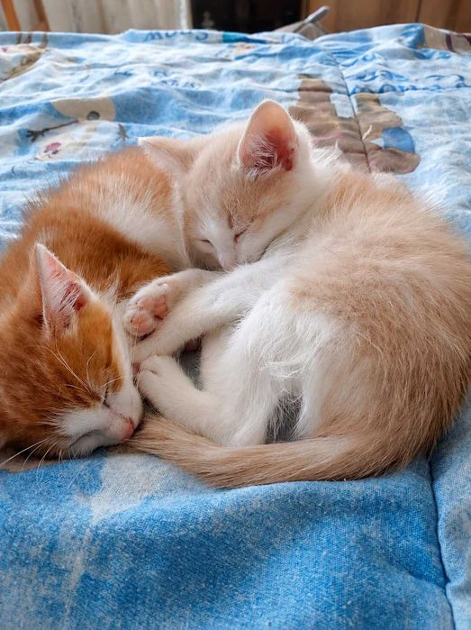 Котета бебета търсят дом и любов