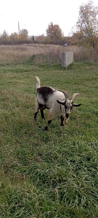 Услуги козла производителя.