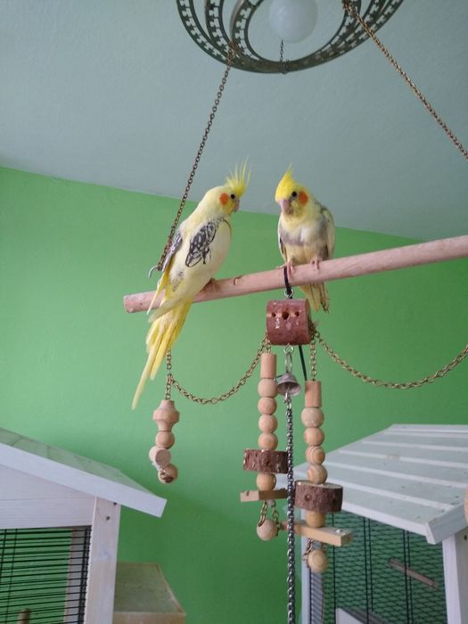 Папагали  Корели