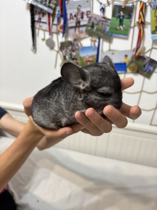 3 băieței de chinchilla își caută o căsuță iubitoare!