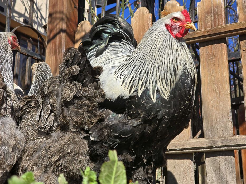 Продавам разплодни яйца от Сребърна Брама [Dark Brahma]