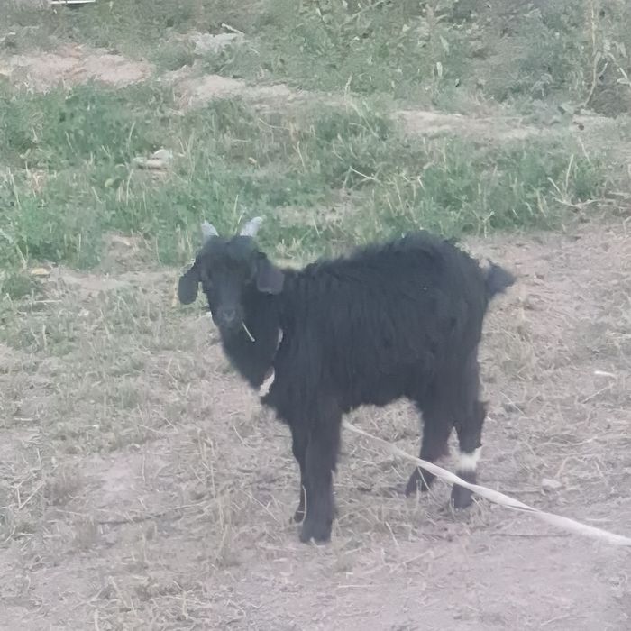 Лак ешкилер бар калада