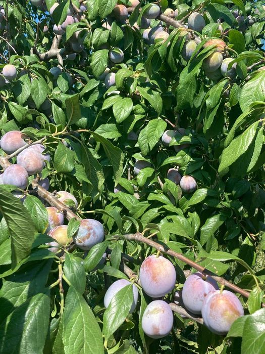 Vând prune de masă