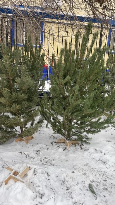 Елка , сосна , елки