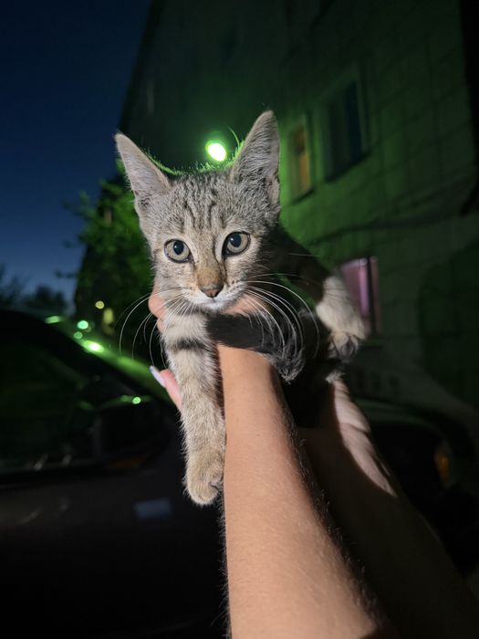 Отдам котенка(девочку)