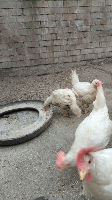 Продам кур по 1000 срочно