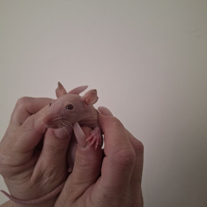 Малышь сфинкс мальчик крыс