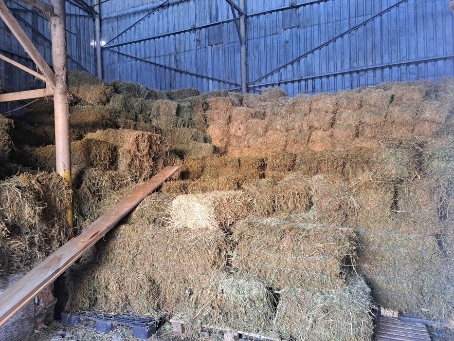 Vand lucerna coasa 1, 2 si 3 ,20lei,30lei si 35 lei balotul