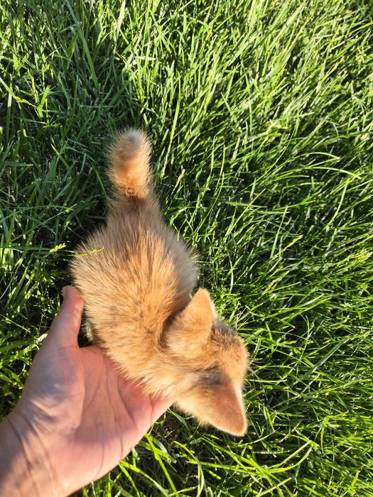 Рыжий котёнок,  мальчик