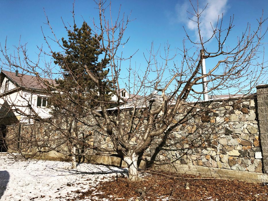 Обрезка деревьев