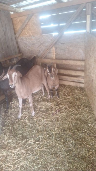 Vand sau schimb capre