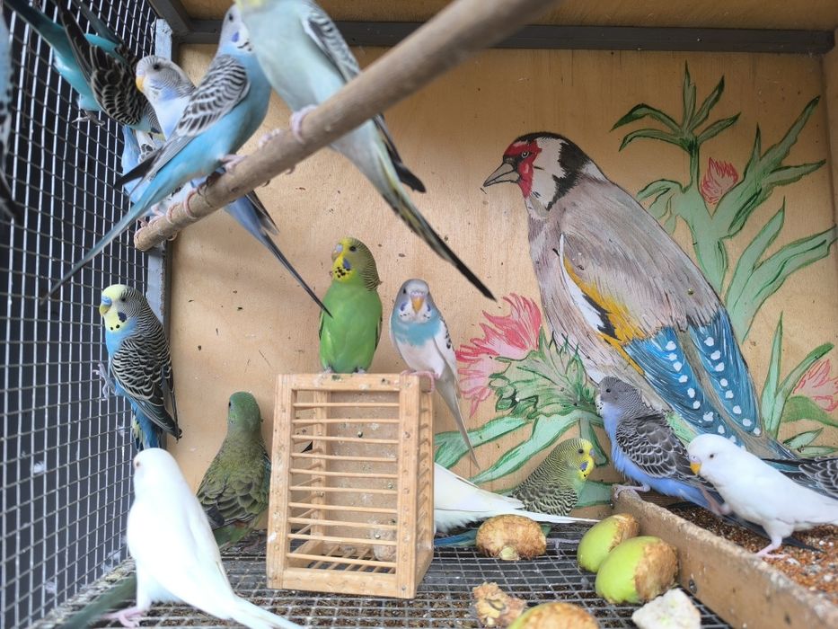 Волнистые попугаи