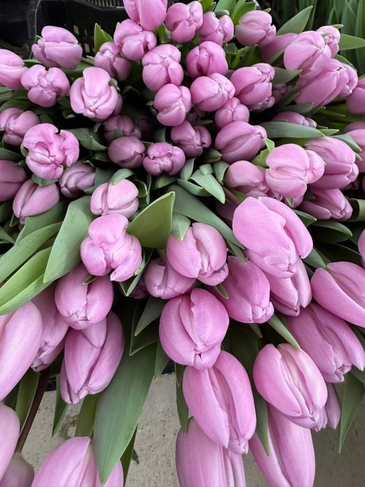 Тюльпаны к 8 марта