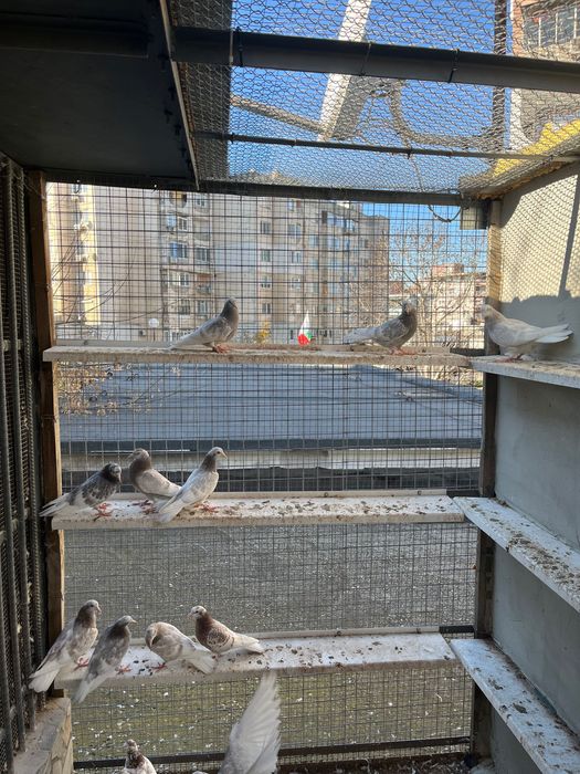 Пазарджишки високолетци