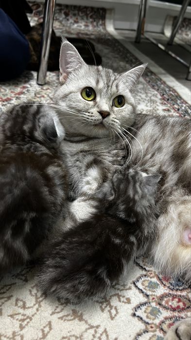 Продам котенка вислоухого