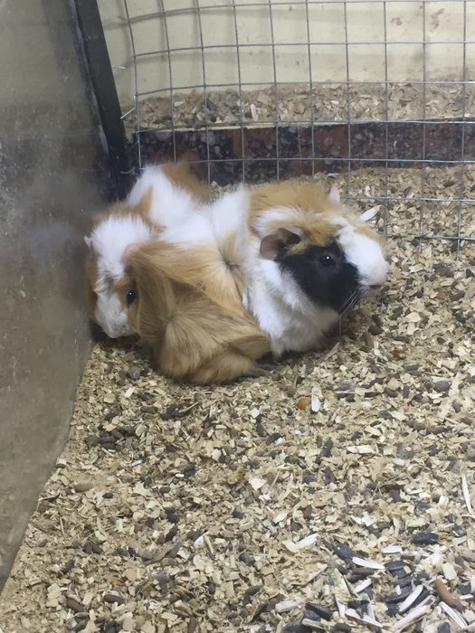 Марскойсвинка маладойлари