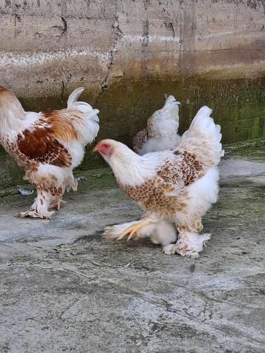 Яйцо Брама инкубационный