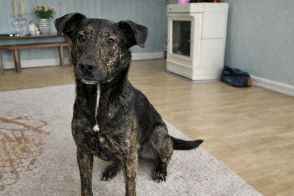 Пес Джонни — умный и очень добрый